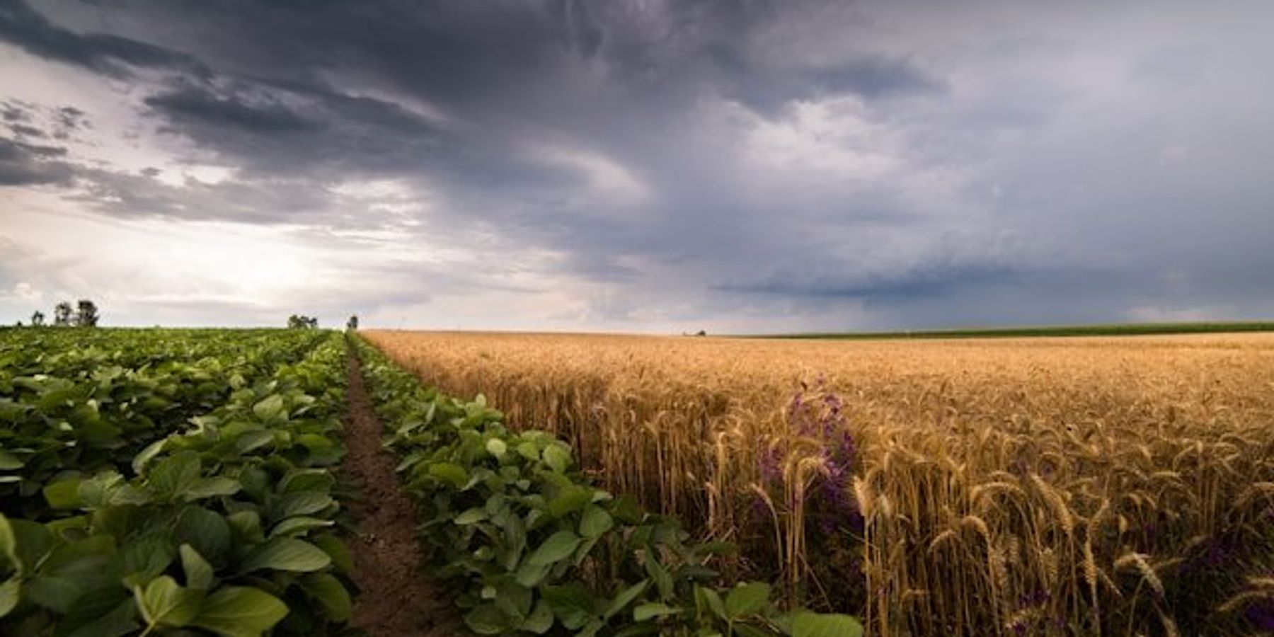 Farm fields with a gathering storm in the distance.