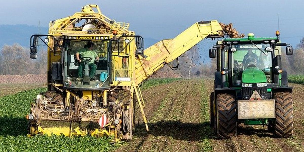 Farm machinery helping harvest turnips.