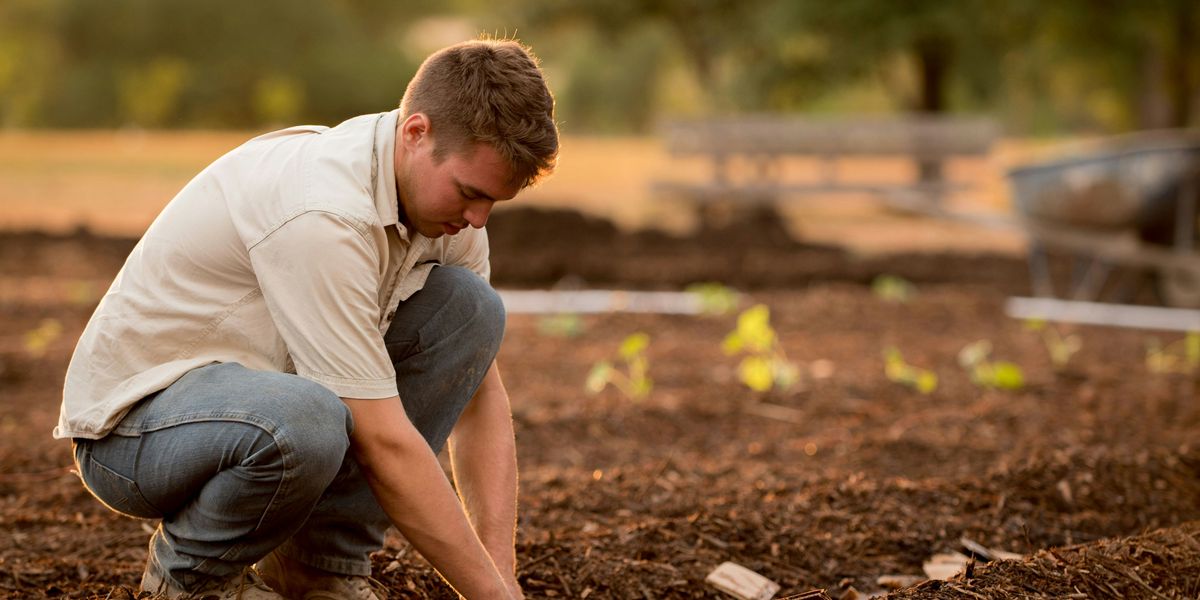 Farmer in white shirt and jeans planting seeds in a field.