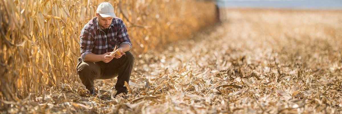 Farmer squatting in harvested section of corn field and adjacent to unharvested corn stalks.