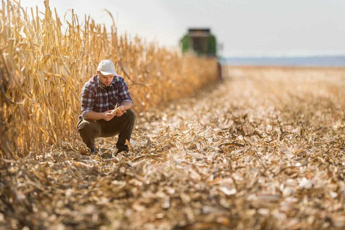 Farmer squatting in harvested section of corn field and adjacent to unharvested corn stalks.