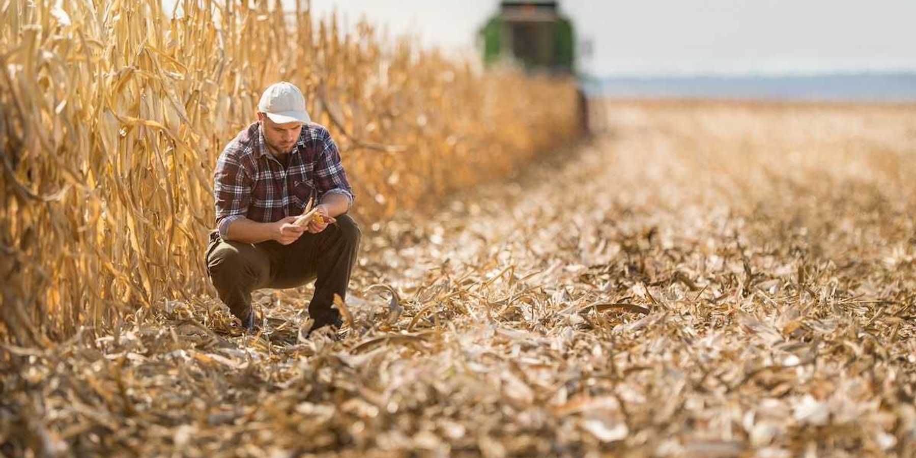 Farmer squatting in harvested section of corn field and adjacent to unharvested corn stalks.
