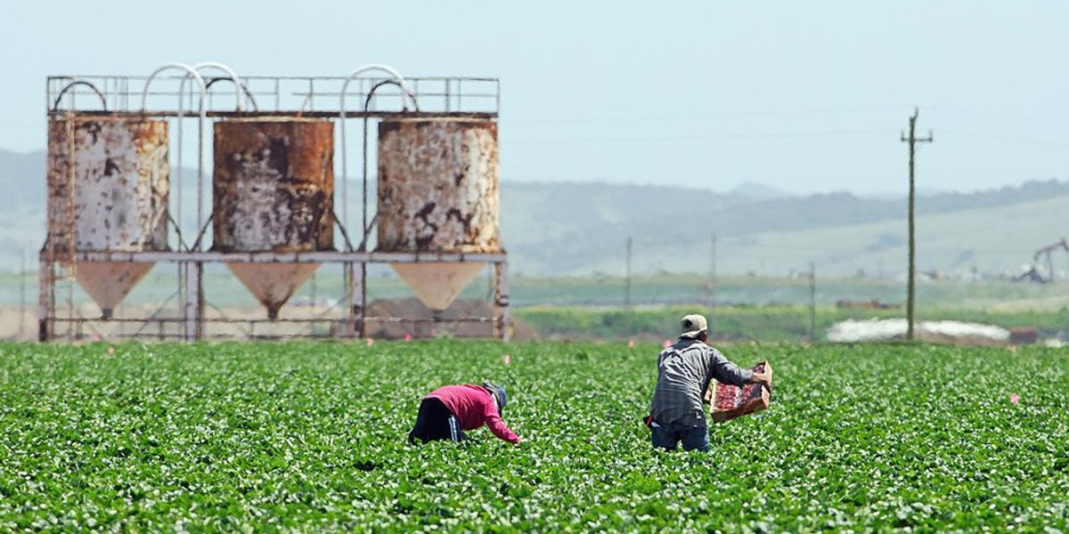 Farmworkers in a field on a hot day.