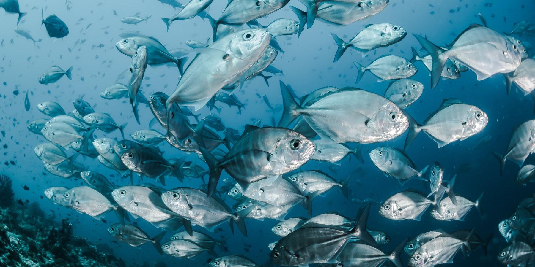 fish endocrine disruption