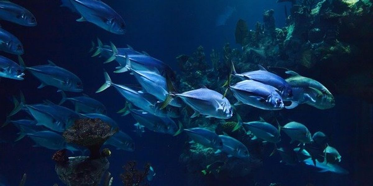 Fish swimming in dark water.