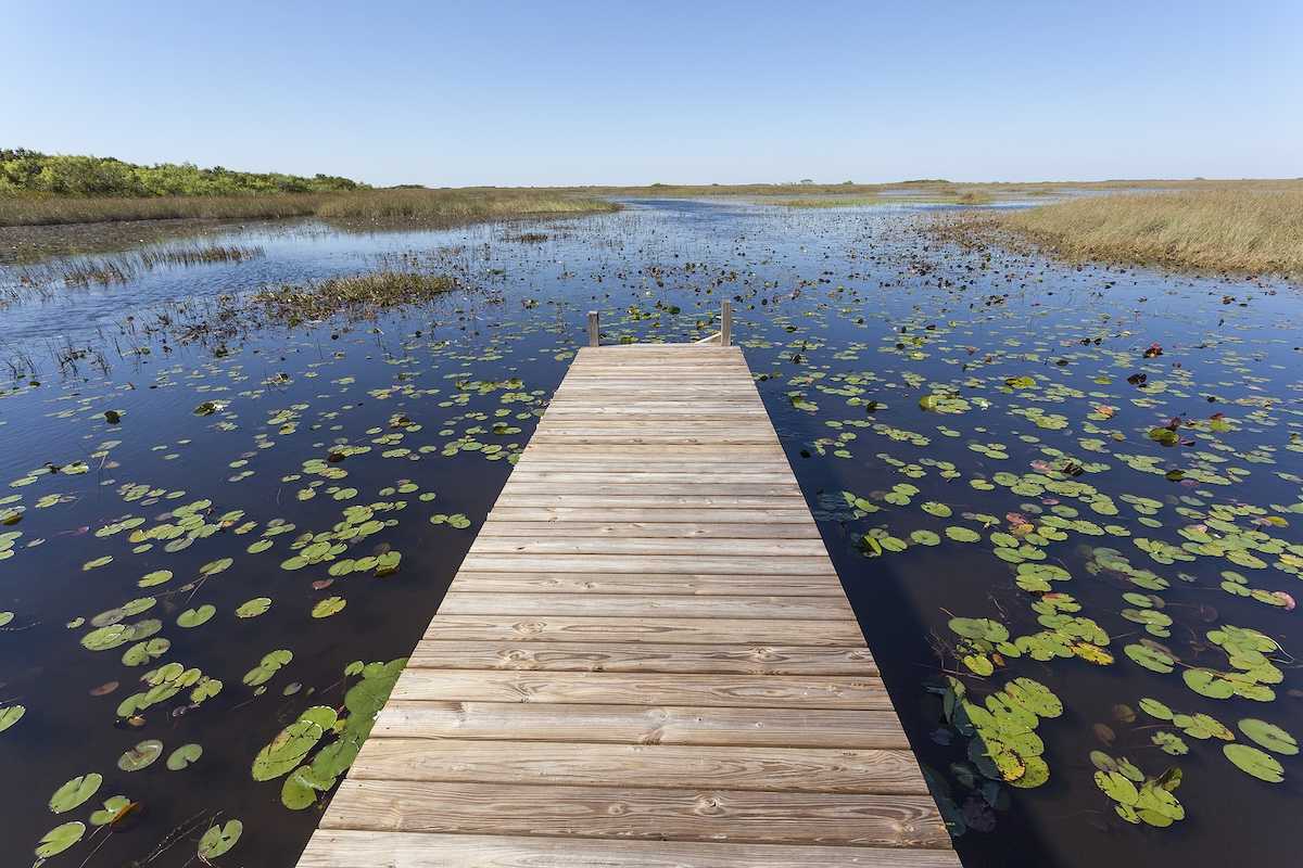 Florida Everglades - wooden dock stretching into the wetlands