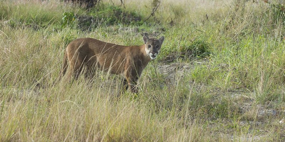 Florida's wildlife corridor climate buffer