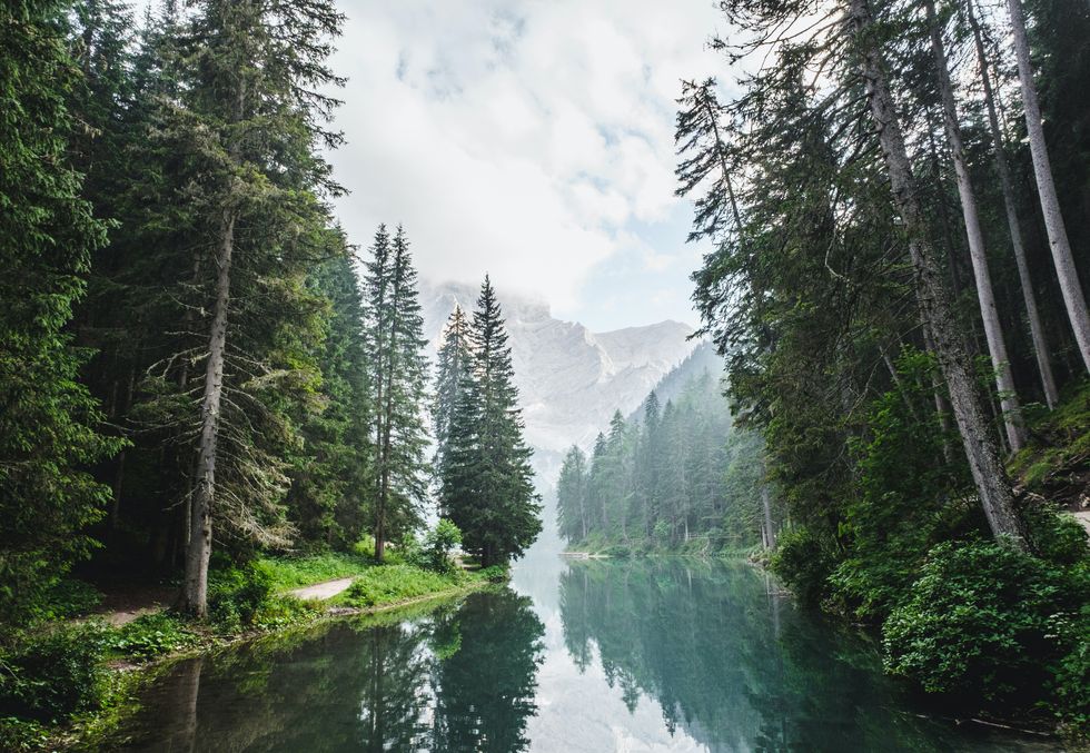 If a forest has a variety of tree species, is it better at fighting climate change? A U of A study says yes