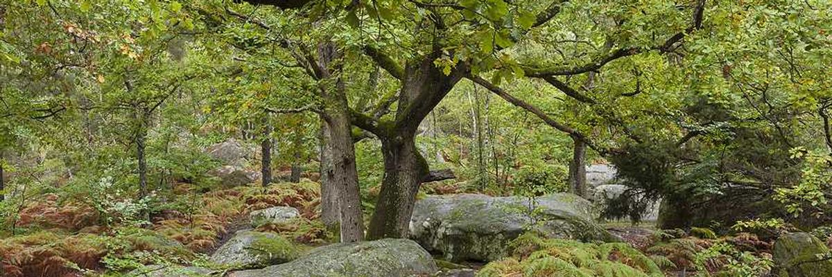 Forest of Fontainbleau in France with green trees and ferns