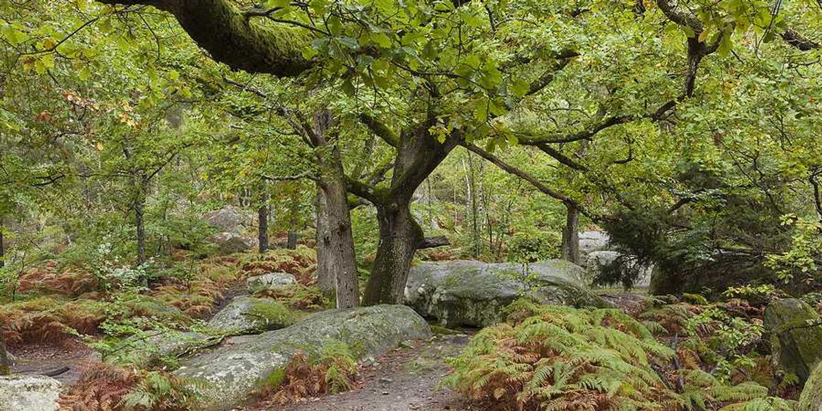 Forest of Fontainbleau in France with green trees and ferns