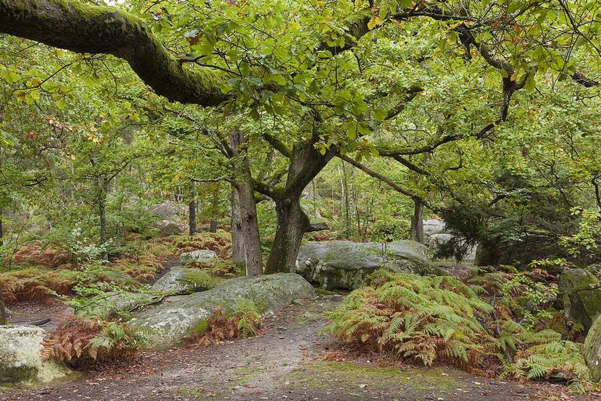 Forest of Fontainbleau in France with green trees and ferns