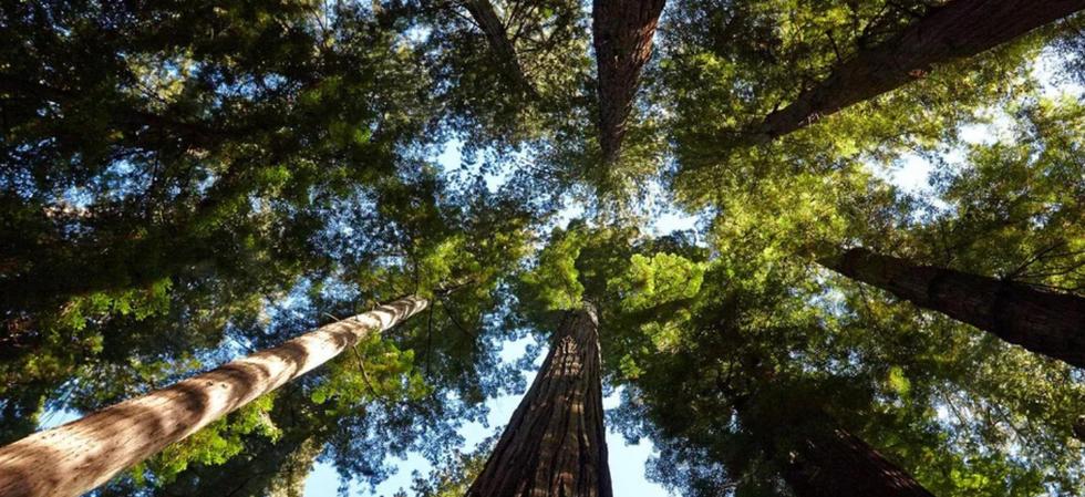 forests climate change