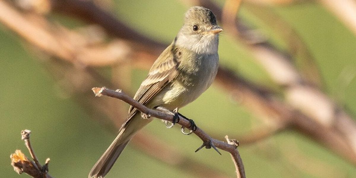 genetic response climate adaptations