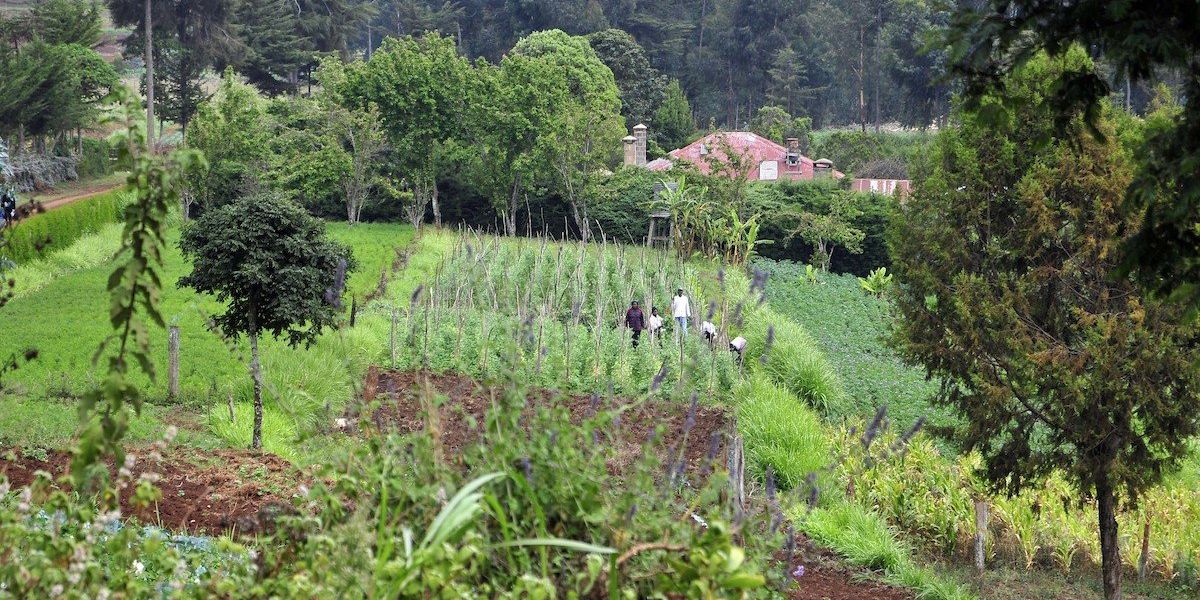 Ghana agroforestry sustainable farming