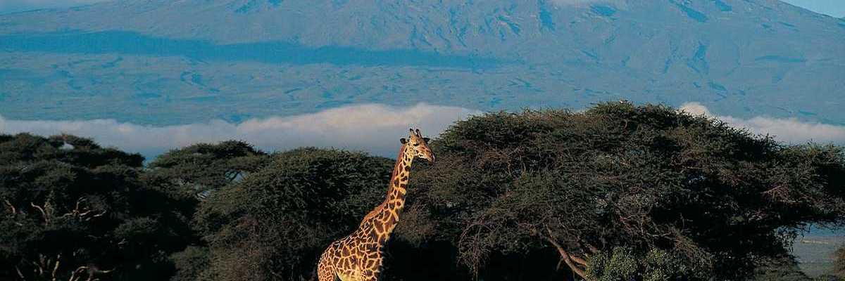 Giraffe juxtaposed with Mount Kilimanjaro in the background