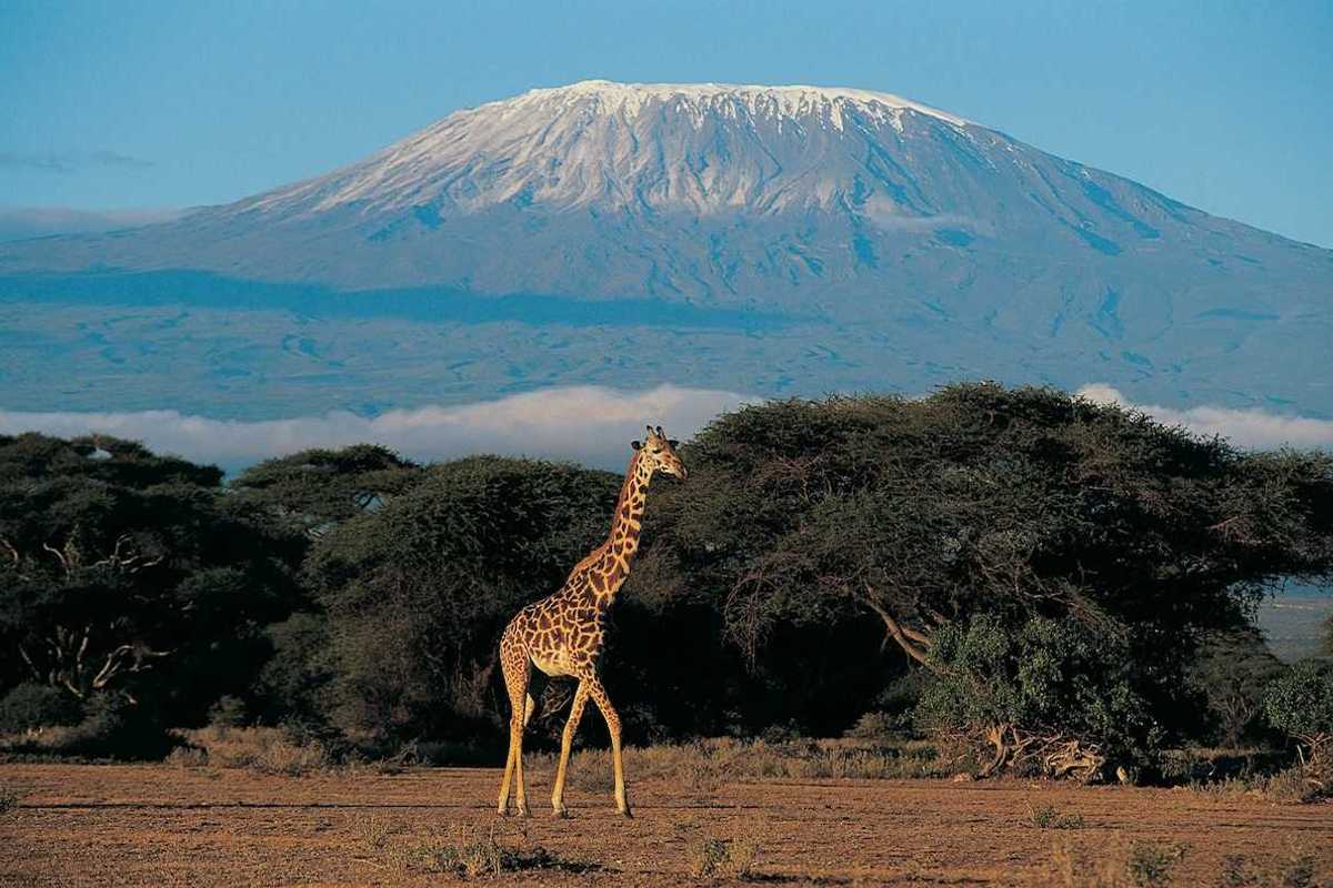 Giraffe juxtaposed with Mount Kilimanjaro in the background