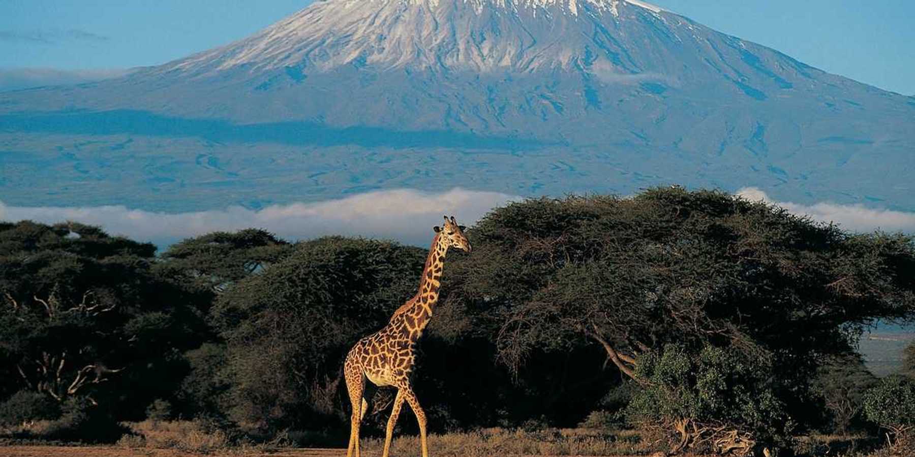 Giraffe juxtaposed with Mount Kilimanjaro in the background
