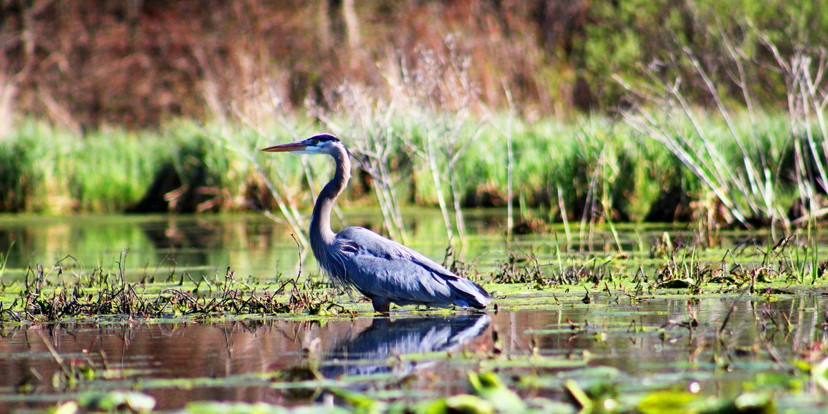 Gray heron standing in body of water amid water plants.