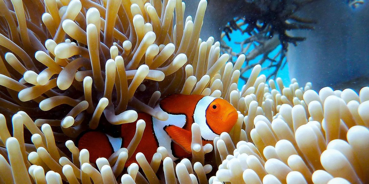 Great Barrier reef