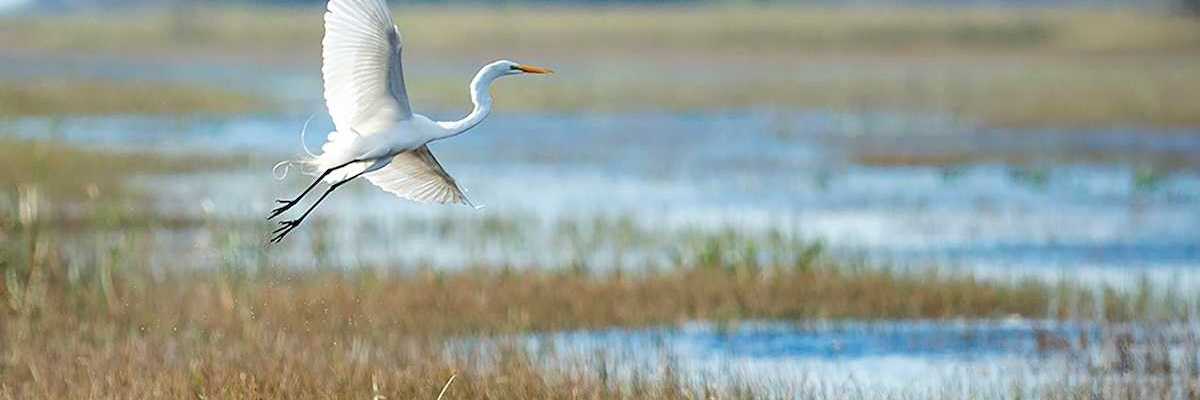 Great white egret in flight over a wetland