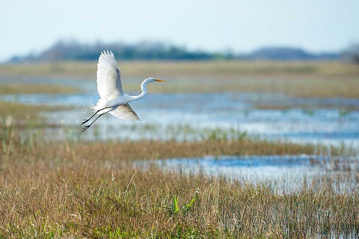 Great white egret in flight over a wetland