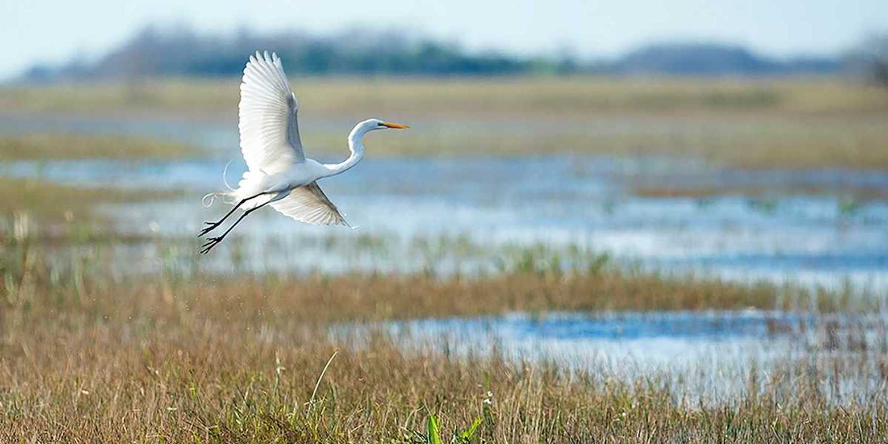 Great white egret in flight over a wetland