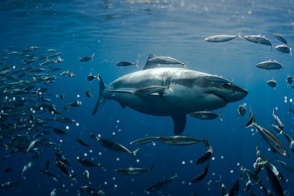 Great white shark at the center of a school of fish