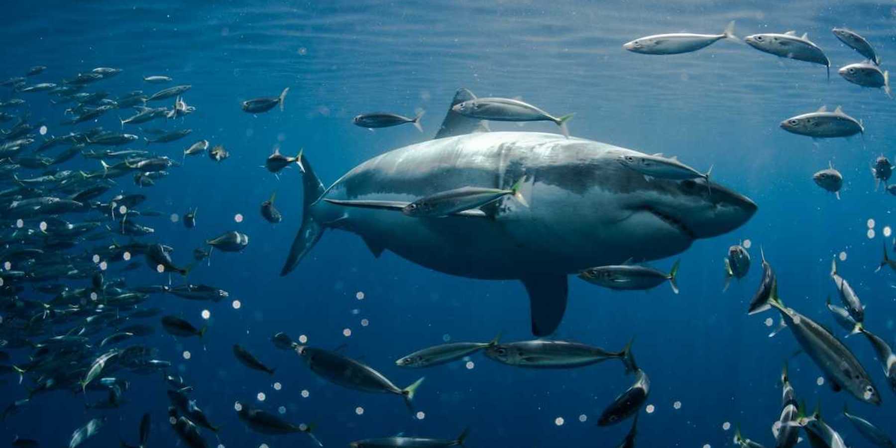 Great white shark at the center of a school of fish