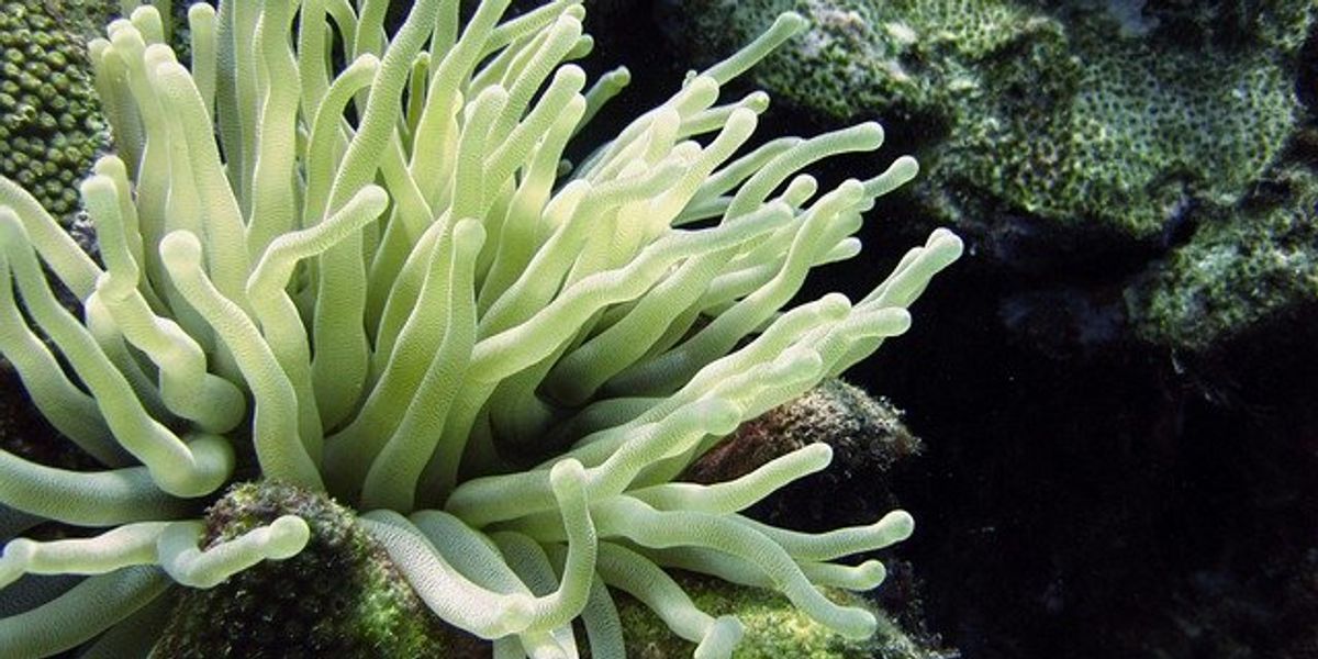 Green coral on a reef.