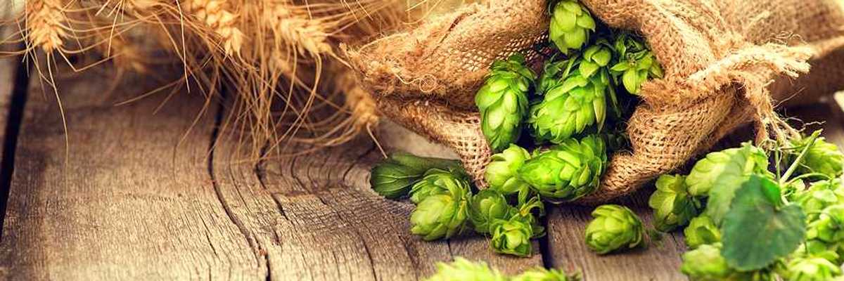 Green hops spilling out of a burlap bag on a wooden table