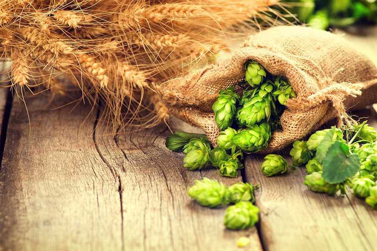 Green hops spilling out of a burlap bag on a wooden table