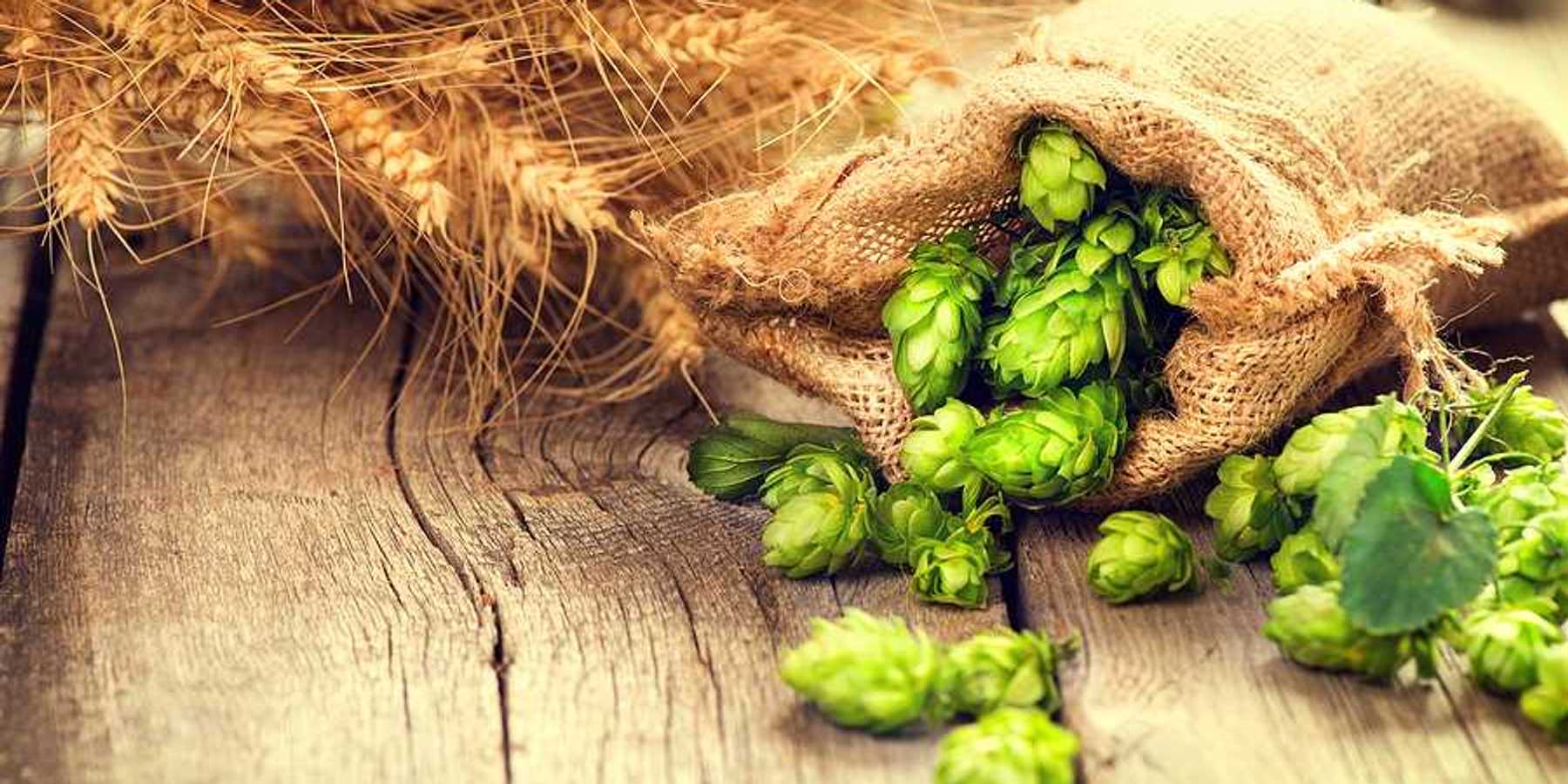 Green hops spilling out of a burlap bag on a wooden table