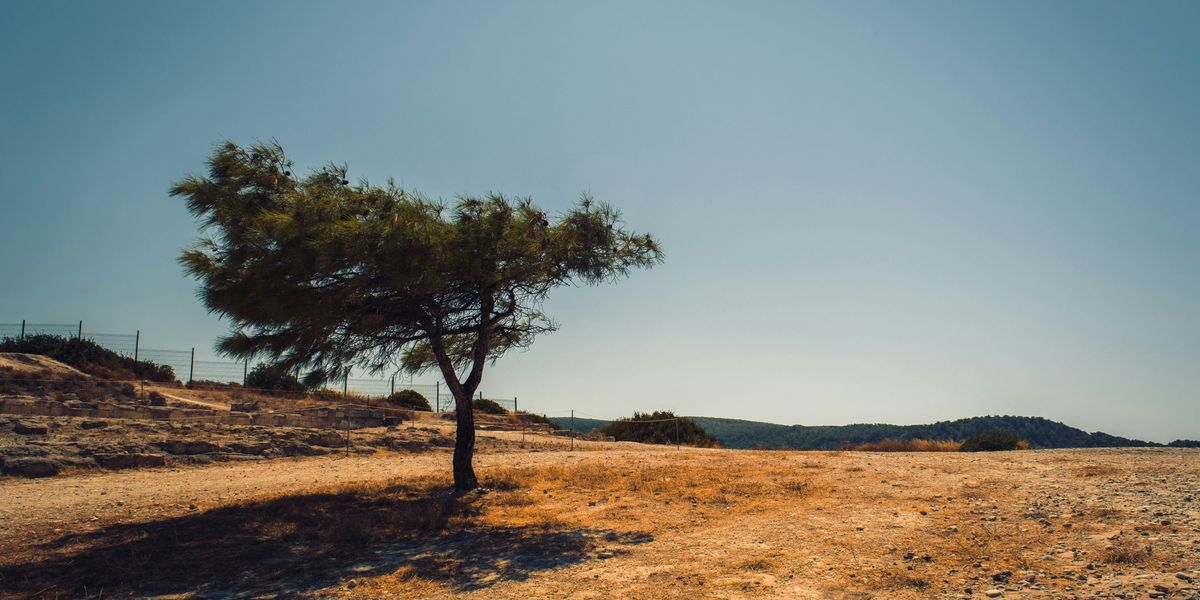 green tree in dry field during day.