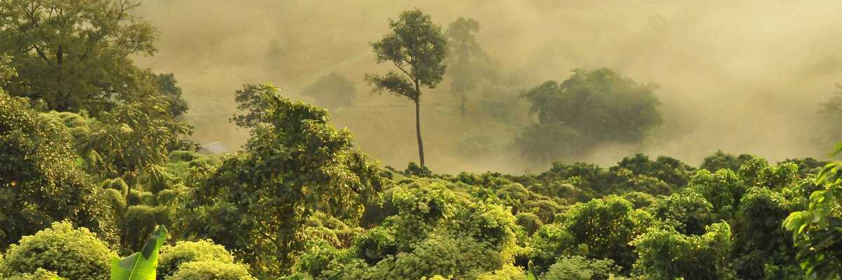 green trees in a tropic forest under fog