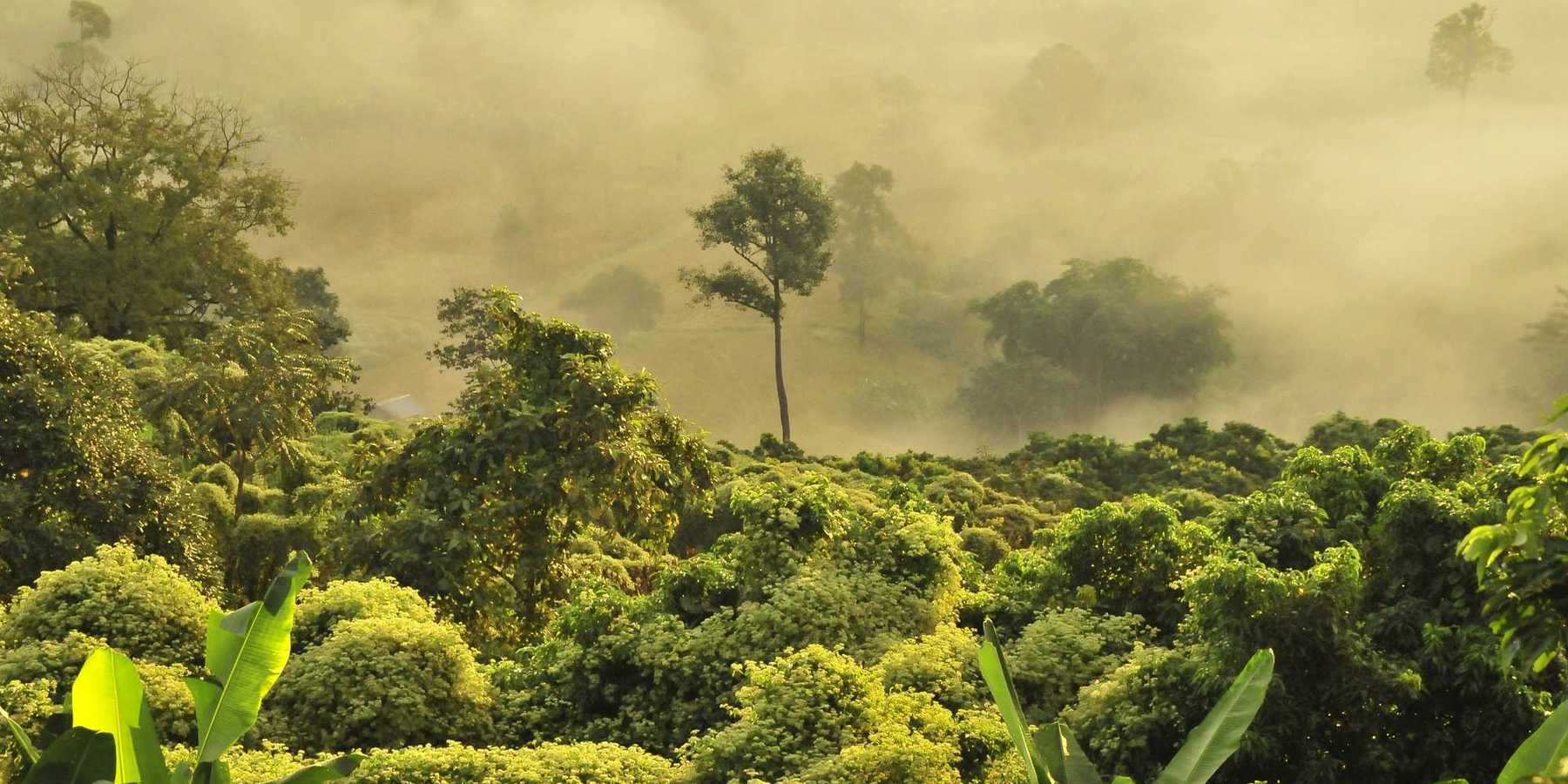 green trees in a tropic forest under fog