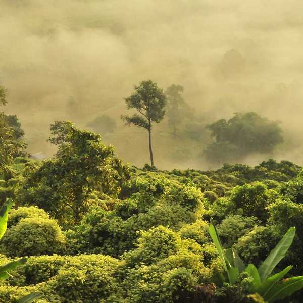 green trees in a tropic forest under fog