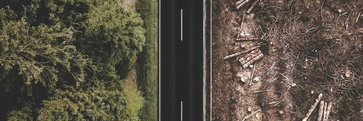 Green trees on one side of the road and deforested brown land with bare earth and cut timber on the other.