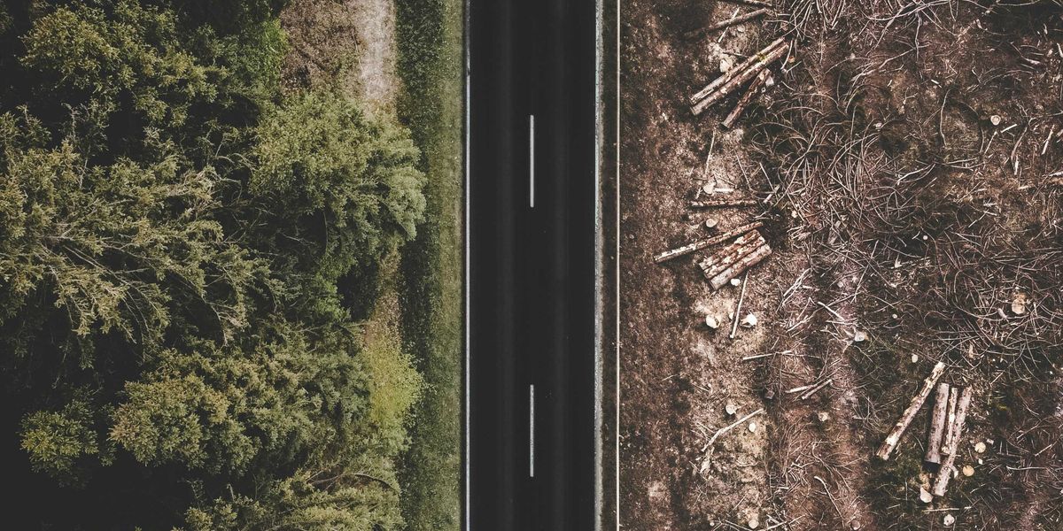 Green trees on one side of the road and deforested brown land with bare earth and cut timber on the other.