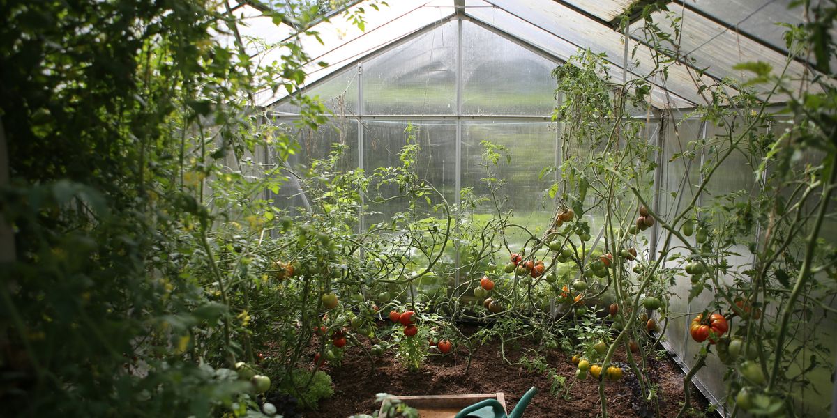 green watering can in green house with tomato plants in the background.