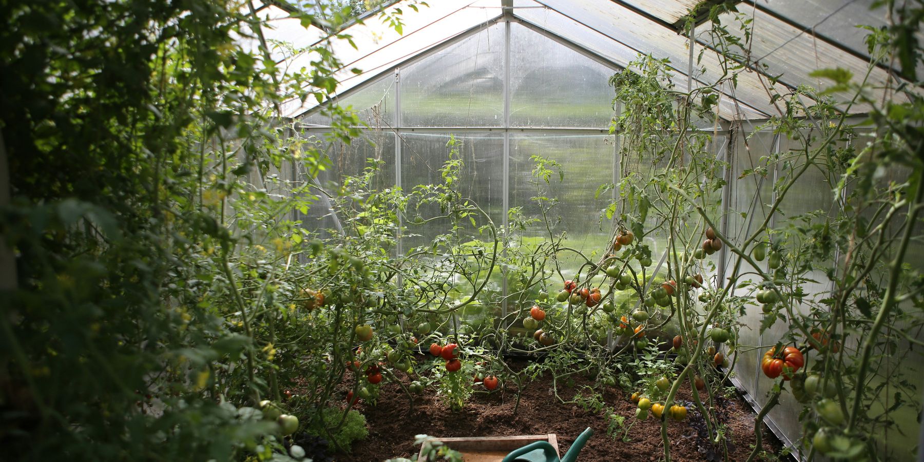 green watering can in green house with tomato plants in the background.