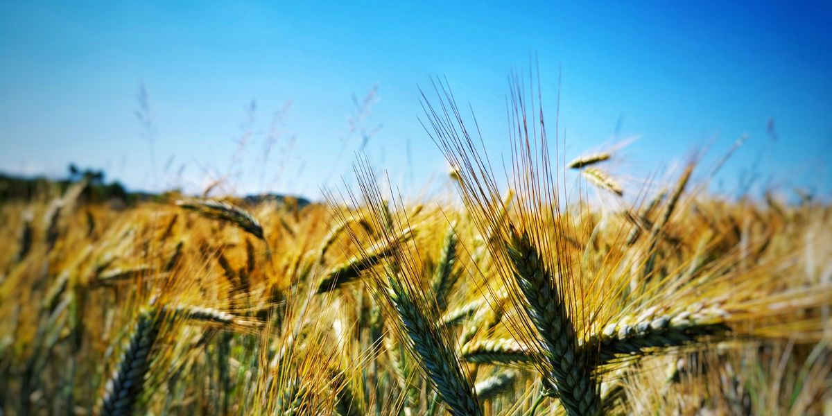 green wheat field during daytime.