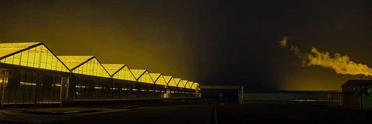 Greenhouses stretching into the distance with interior lights illuminating the night sky
