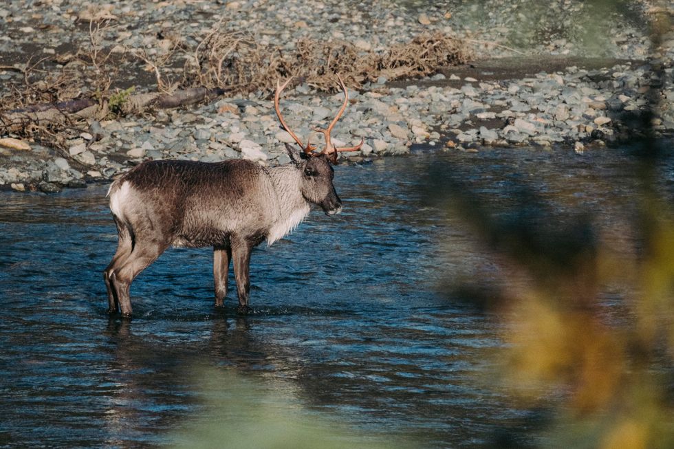 Caribou could save tundra from rising heat and shrinking ice