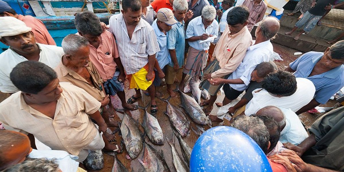 Group of fishermen in Sri Lanka looking at fish caught earlier that day.