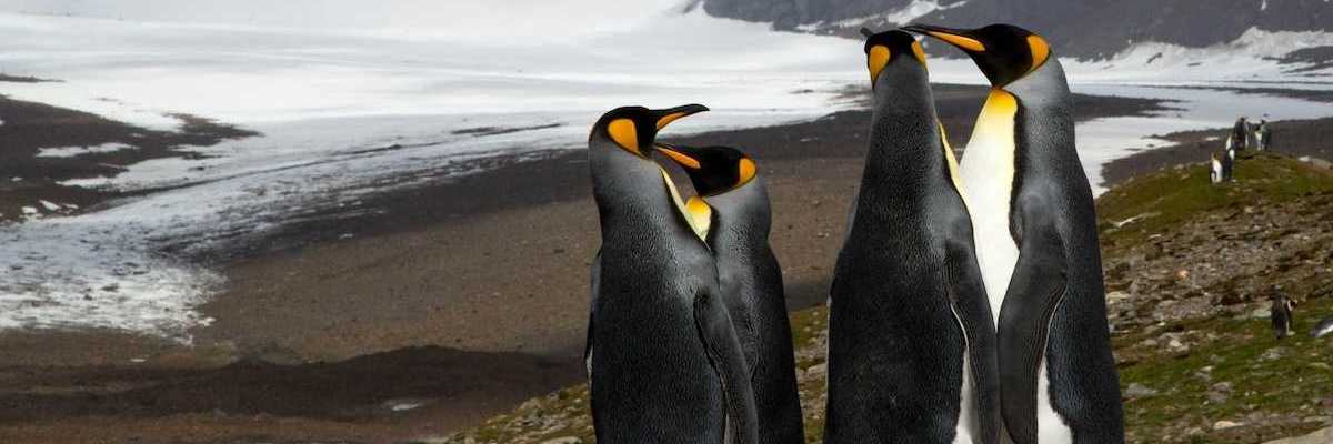 Group of four King penguins standing on rocky hilltop in Antarctica
