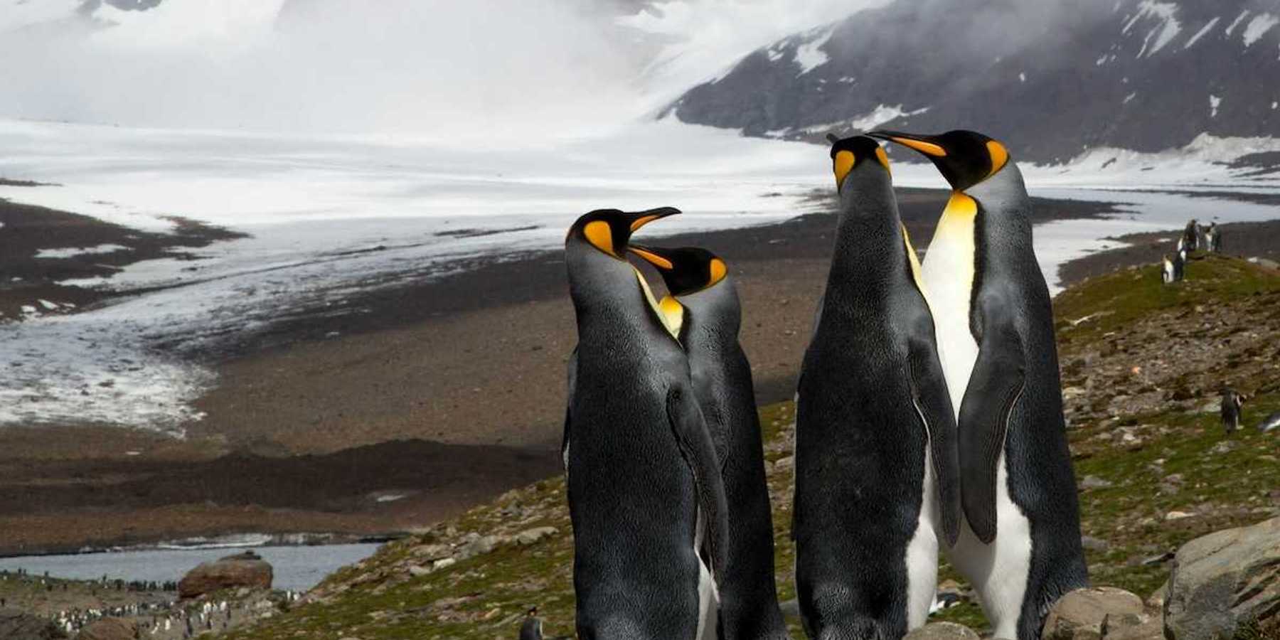 Group of four King penguins standing on rocky hilltop in Antarctica