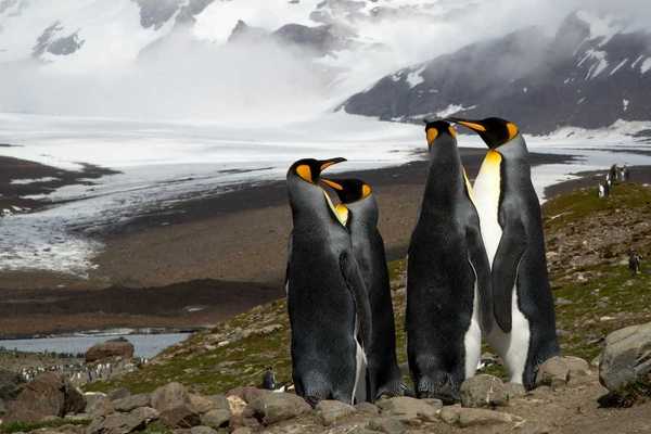 Group of four King penguins standing on rocky hilltop in Antarctica