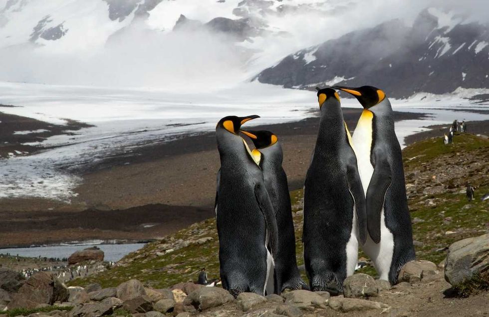 King penguins are benefiting from climate change — at least for now