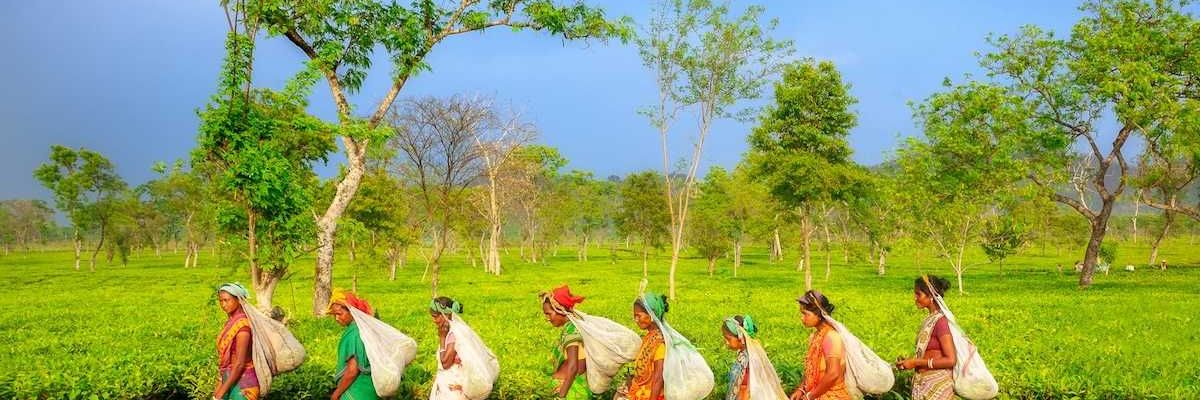 Group of women in single file carrying sacks and harvesting tea