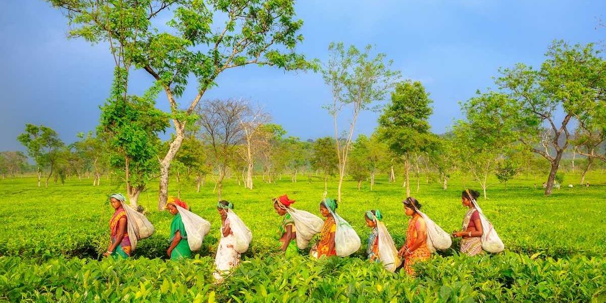 Group of women in single file carrying sacks and harvesting tea